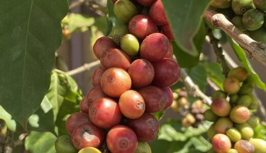 ハワイの美味しいコーヒー　Green World Coffee Farm
